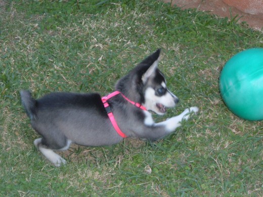 jugando con mi bola